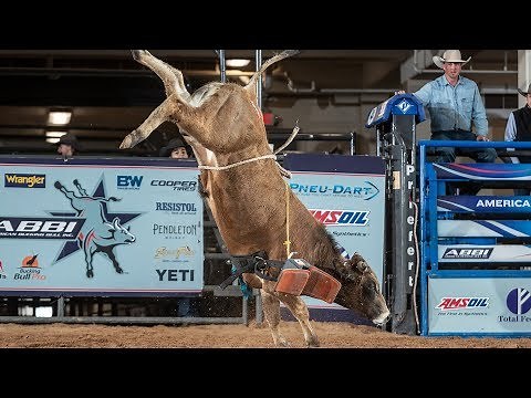 Future World Champion Bulls? 🤔: Bucking Bulls Before They Get Ridden