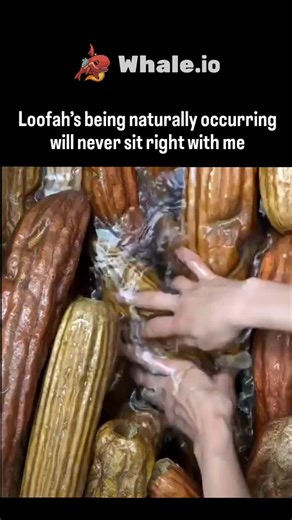explainingproduction on Instagram: "The post expresses disbelief at loofahs' natural origins, showcasing a video of hands harvesting and peeling dried Luffa aegyptiaca fruits in water to reveal their fibrous sponge interior, a process that yields the exfoliating bath tool many assume is synthetic. Luffa plants, tropical vines in the Cucurbitaceae family related to cucumbers, produce edible young fruits used in Asian cuisines and mature ones whose skeletons have served as natural sponges for over