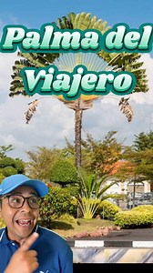 Palma del Viajero o Árbol del Viajero 🌳🌴‼️✅Increíble Especie #palmadelviajero #palmeradelviajero #arboldelviajero #Madagascar #ARBOLADO #curiosidadesdomundo #viajeros #arbol #arboles #reelsfypシ #reelsviralシfb | El Arborista Sigiloso