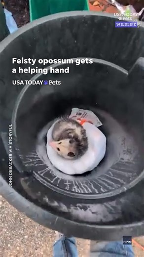 A feisty opossum was carefully rescued from a trash can, but not without a couple of growls. #usatodaypets | Cape Cod Times
