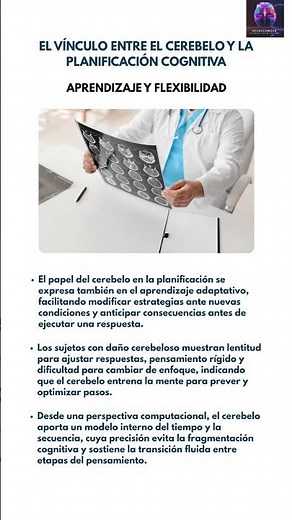 #Neuroscience: Cerebellum, learning and cognitive flexibility 🧩