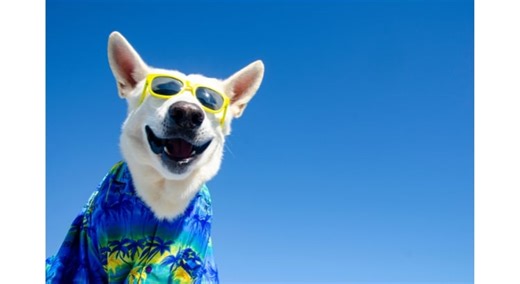 'Amazing' dog cooling vests that have shoppers saying they are 'impressed with how long they keep the coolness'