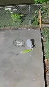 FALLING IGUANA🦎 This is what happens in Florida gets below freezing... An iguana that got too cold to hang on to a tree in Florida, fell from its branches and was bitten by a cat. https://bit.ly/42uuj8O | WFLA News Channel 8