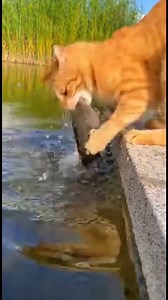 58K views · 1.2K reactions | ወቸው ጉድ! | Mebtu Melaku | Facebook