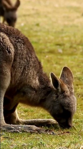 "Do Male Marsupials Have Pouches?"