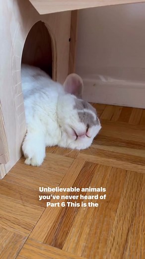 • @thebrekkiebuns on Insta this explains so much #himalayanfurgoblin #petbunny #petrabbit #bunnsandstuff #bunnydad #bunfluencer #rabbitsoftiktok #bunmom #bunny