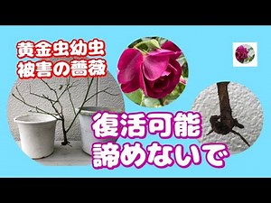 🌹復活可能諦めないで！コガネムシの幼虫被害の薔薇現在の様子 概要欄もご覧くださいRevived a weakened rose Recovery is possible, don't give up