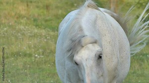 Closer look of the white horse running on the farm getting closer to the brown horse