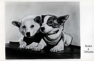 Soviet space dogs - Alchetron, The Free Social Encyclopedia