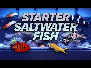 Top 5 Beginner Fish for Reef Aquariums You Need to See!