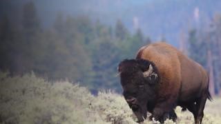 Today is #NationalBisonDay 🌄 Bison are the largest mammal in North America. Male bison (called bulls) weigh up to 2,000 pounds and stand 6 feet tall, while females (called cows) weigh up to 1,000 pounds and reach a height of 4-5 feet. American bison are herbivores, eating primarily grasses, weeds, and leafy plants—typically foraging for nine to 11 hours a day. Bison are constantly on the move and even walk while they eat. That’s where the bison’s large, protruding shoulder hump comes in handy d