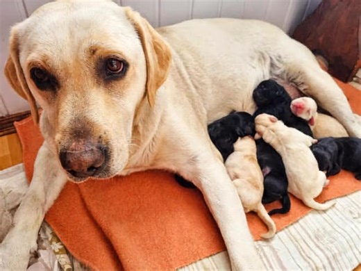 "The purest love in the world is a mama Lab feeding her babies 🐾💛" #LabMoments #PuppyLove #LabradorFamily | Labrador Retriever Lovers
