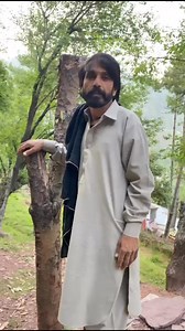 Tree regrowing #trees | zafeer chacho