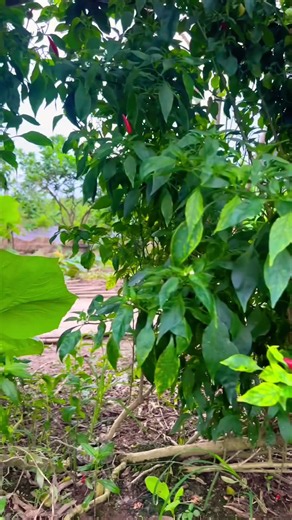 청양풋고추 겨울까지 보관 #고추보관법#냉동실보관#주말 농장 #viral #자연농원 #food #자연순환농법 #영양식 #farming