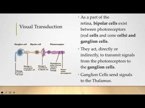 Visual Processing Part 2 Transduction