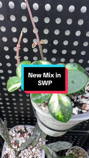 I recently moved a few of my Hoya cuttings that have been rooted and growing for about 6 months into self watering pots with my new custom Hoya mix. When I repotted them, I noticed the roots really weren’t taking up water efficiently in their old setup. This all started with my Hoya Argentea Princess. It stayed wrinkled and looked dehydrated no matter how often I watered it. After moving it into this mix and a self watering pot, it has completely turned around. The leaves are plump again and it 