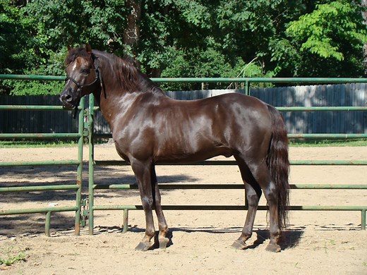 Lippitt Morgan Horse Info, History, Temperament, Pictures