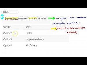Exonucleases remove nucleotides from