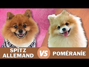 German Spitz vs Pomeranian: what are the differences?