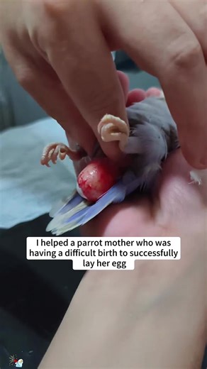 Helping a Parrot Mother Through a Difficult Birth