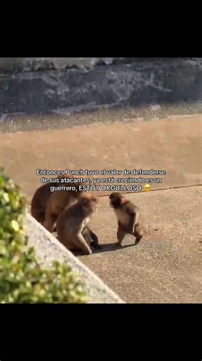 #punch #monos #fypシ | punch