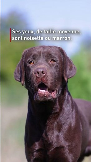 Chien sociable et équilibré, le Labrador est réputé pour sa grande adaptabilité 🤗 #chien #labrador