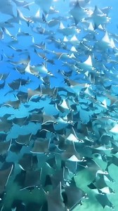 Fever of mobula rays 💙 Mobulas (also known as devil rays) & mantas are part of the family Mobulidae, which constitute some of the most charismatic species of rays. There are currently nine recognized species in the genus mobula, and two species in the genus manta. Mobula rays are found in warm oceans across the globe, and their winglike fins can extend up to 17 ft! Video by @alex_sharks (IG: instagram.com/alexsharks_/) | Ocean Conservation Research - OCR