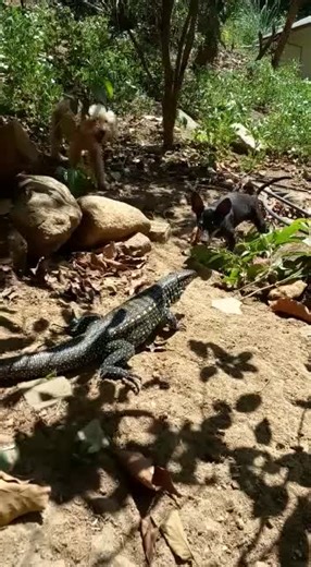 Light-Colored Dog Meets Dark-Spotted Lizard Outdoors