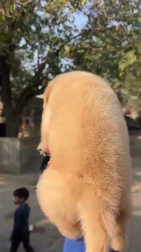 RETRIEVER CUTE#puppy#rap#music#hiphop#song#retreiver#cuteanimal#funny#comedy#candy#dogsong #dog #yt