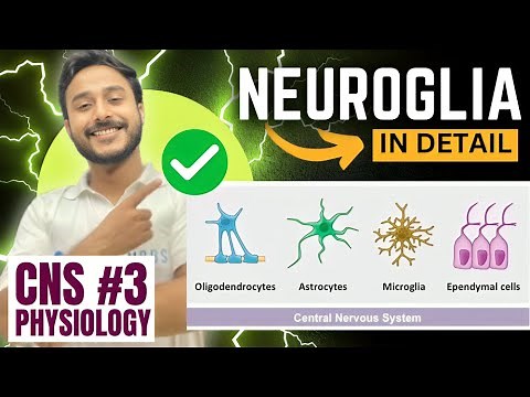 neuroglia physiology | functions and structure of neuroglial cells physiology | CNS physiology