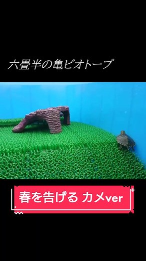 #tiktokオーディション2020 #目線ショット #ペット #春を告げる #DIY #作ってみた YouTubeに🐢