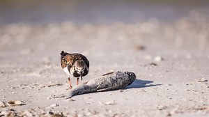 Red tide in Florida: 9 things you should know about the microscopic algae with big impact
