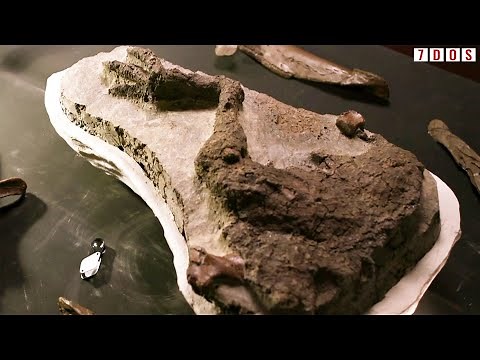 A Mummified Dinosaur Leg Has Been Discovered | 7 Days of Science