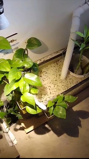 Pothos for Aquariums! #fypシ #fyp #aquarium #fishtank #fishtok #aquariumsoftiktok #plantsoftiktok #pothos #aquariumfilter #diyaquarium #plantsoftiktok