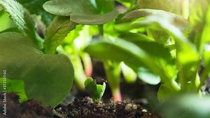 Seed Growing Time Lapse Spring Vegetable New Life Emerges