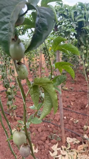 Hii siyo movie… ni shamba halisi! Passion zimejaa, zimeiva, zimezaa Kilimo kina hela kama unajua unachofanya Bei mche @2500 Location: SUA MOROGORO 📞 Call/Text/WhatsApp 0684 414 025 #PassionFarming #KilimoBiashara #ShambaLinalipa #SmartFarming #agribusiness | Everpeak Company Ltd