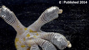 Climbing a Glass Building? Try a Gecko’s Sticky Pads