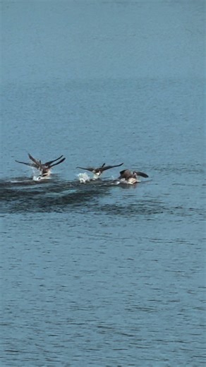 #fyp #nature #🇺🇸🍀🧿 #birds #😍😍😍