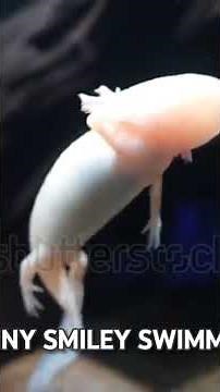 Fun Facts About The Axolotl❤️🥹