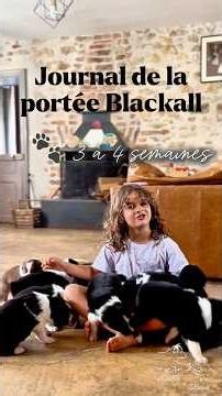La 4ème semaine de nos chiots Berger Australien #bergeraustralien #chiot #australianshepherd