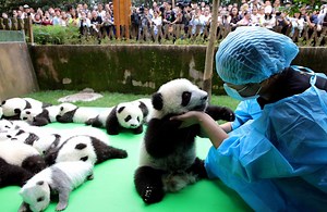 288 reactions · 1.2K shares | China Breeds 23 New Baby Pandas! | Seeker by The Verge | Facebook