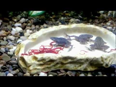 African Dwarf Frogs Singing, Eating, Fighting
