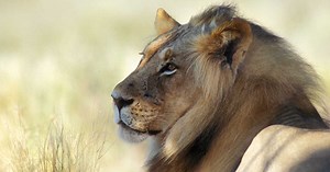 En Afrique du Sud, des lions élevés spécialement pour la chasse aux trophées