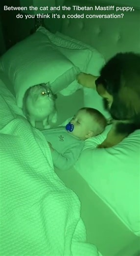 I caught them having a secret meeting at 3 AM! 🕵️‍♂️🐾 #shorts