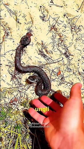 This Is The Hognose Snake | #viral #tranding #shortsfeed