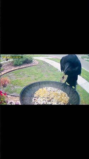 Beautiful Raven suspicious of camera, bird seed delight!