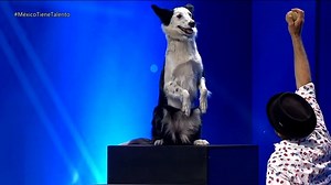Talented Dog does alot of cool tricks!! | Animals Got Talent