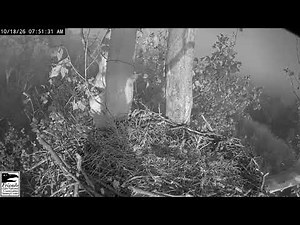 NCTC Eagle Nest: Camera 2