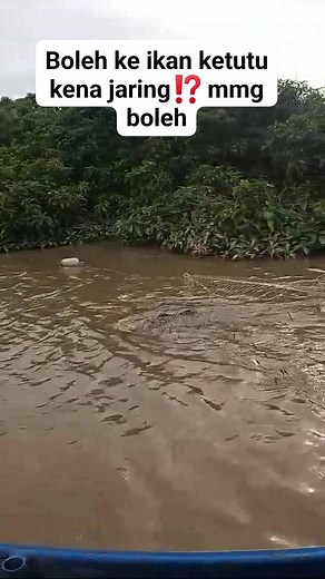 Saiz jaring 7" ikan ketutu 3kg #Info #ikan | Ajoi Speed