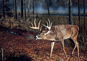 A Closer Look at Whitetail Scrapes - North American Whitetail